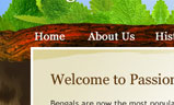 Passions Bengals | Interface Design